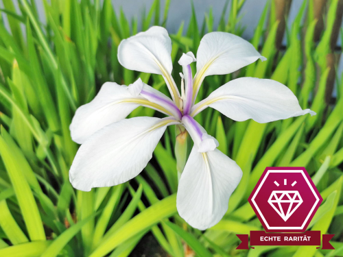 Sumpfschwertlilie weiß - Iris laevigata Alba